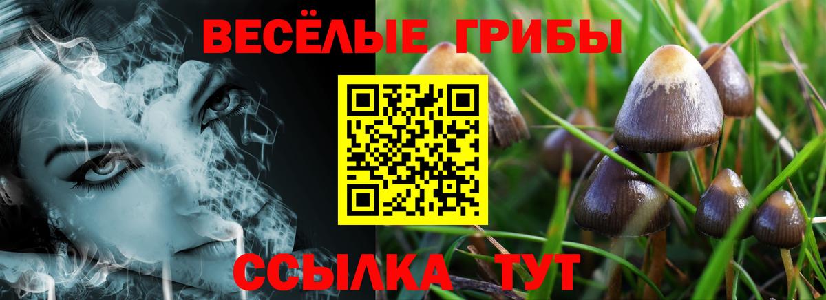 Псилоцибиновые грибы Cubensis  Вход с VPN  Зеленогорск  Псилоцибиновые грибы прущие грибы 